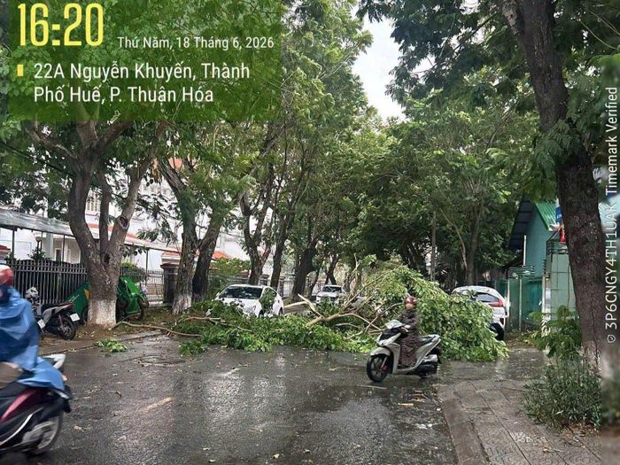 Dông lốc đã làm gãy đổ hàng trăm cây xanh.