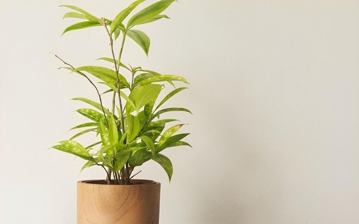 Trúc Nhật thanh mảnh, dễ trồng trong bình thủy tinh với nước và đá, chỉ cần thay nước mỗi tuần là cây xanh tốt quanh năm.