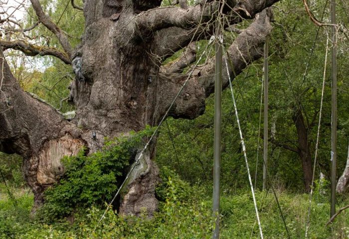 Từ khoảng đầu thế kỷ 20, các thanh chống đỡ được đặt dưới tán cây. Ảnh: RSPB/CNN