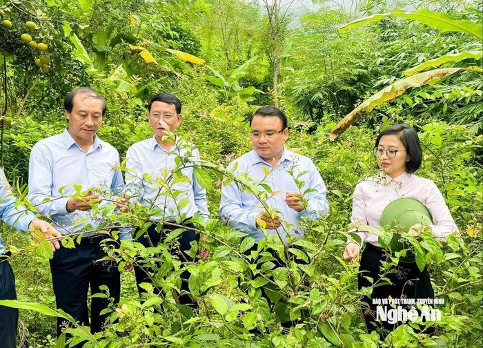 Phó Chủ tịch UBND tỉnh Phùng Thành Vinh kiểm tra Dự án trồng cây xạ đen thuộc Tiểu Dự án 2 - Dự án 3, Chương trình MTQG phát triển kinh tế - xã hội đồng bào dân tộc thiểu số và miền núi tại xã Yên Na.