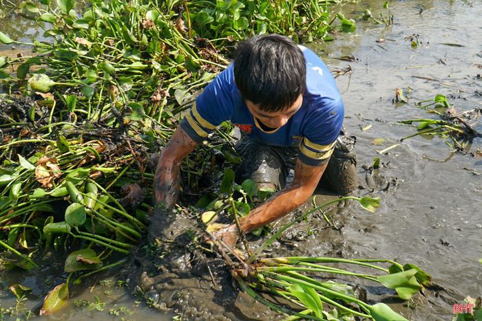 Những đám bèo dày được gạt sang một bên, để lộ lớp bùn bên dưới - nơi nhiều loại cá đồng thường tìm đến kiếm ăn và trú ngụ.