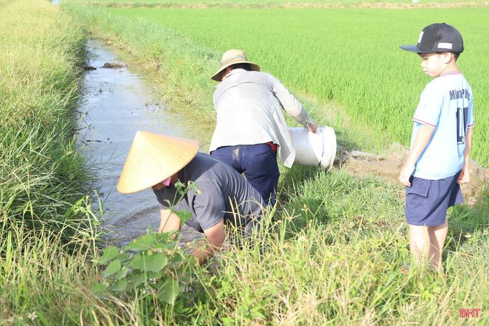 Trên cánh đồng lúa thôn Bình Minh (xã Cẩm Bình), người dân cũng tranh thủ thời gian nông nhàn đi bắt cá đồng, vừa để đa dạng thức ăn, vừa tạo không gian trải nghiệm bổ ích cho con trẻ.