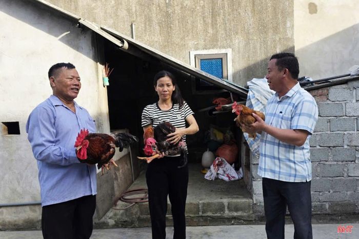 Nhờ chăm sóc tốt nên đàn gà của chị Trần Thị Châu (đứng giữa) phát triển tốt, có những con gà trống nặng gần 4,3 kg.