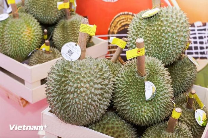 Sầu riêng của các nước ASEAN trưng bày tại sự kiện. (Ảnh: Công Tuyên/Vietnam+)