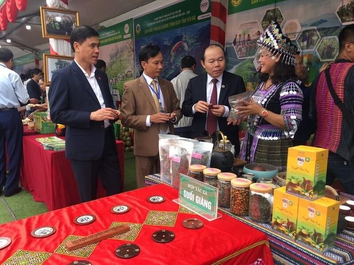 Bà Lâm Thị Kim Thoa giới thiệu sản phẩm chè Shan Tuyết.