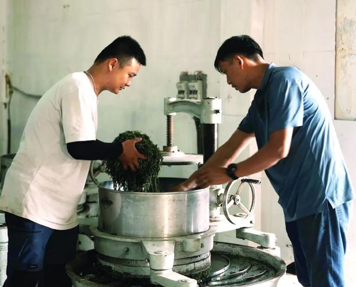 Giới thiệu công nghệ chế biến chè đảm bảo được thành phẩm dinh dưỡng trong búp chè.