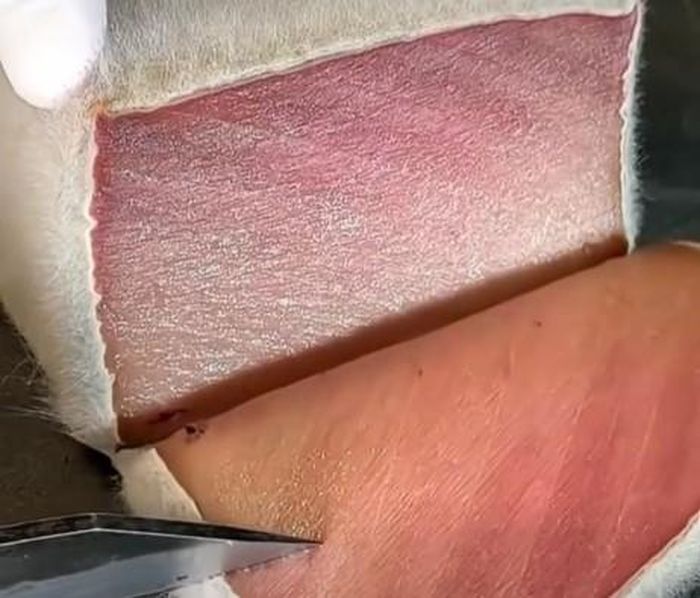 Sau khi lớp nấm mốc được cắt bỏ, phần thịt cá ngừ bên trong trở nên mềm hơn, đậm vị umami và thường được phục vụ dưới dạng sashimi hoặc sushi. Ảnh: O.C