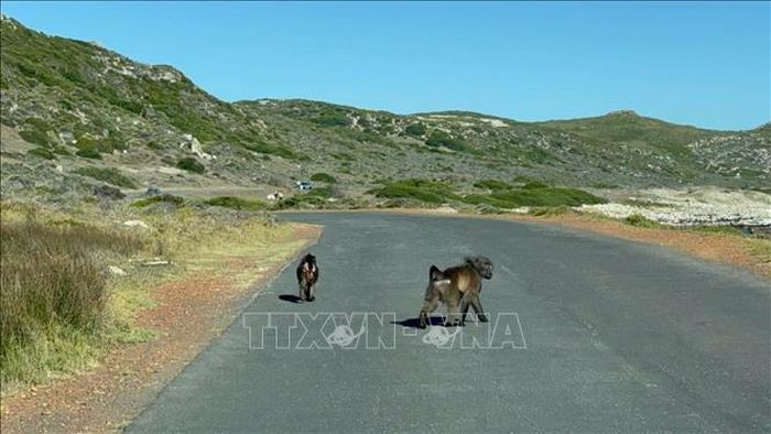 Một bầy khỉ đầu chó lang thang trên đường ở Cape Town, Nam Phi.