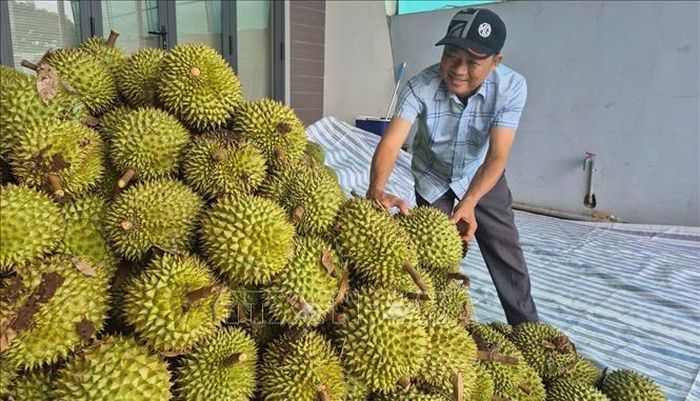 Ông Bùi Quang Vinh, thương lái thu mua sầu riêng tại xã Nghĩa Trung, cho biết việc mua bán giữa thương lái và người dân diễn ra khá ổn định.