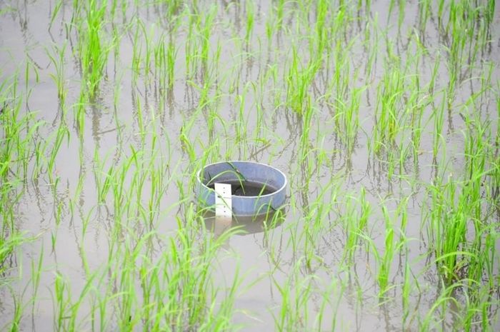 Kỹ thuật tưới ngập khô xen kẽ được đánh giá mang lại hiệu quả rõ rệt trong việc giảm phát thải khí mê-tan. Ảnh: nongnghiephuuco.vn