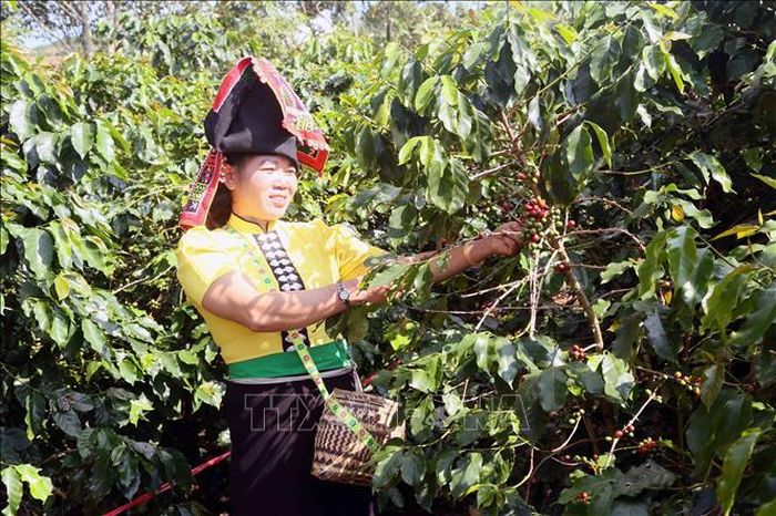 Hái quả cà phê Arabica tại Sơn La. Ảnh: Quang Quyết/TTXVN