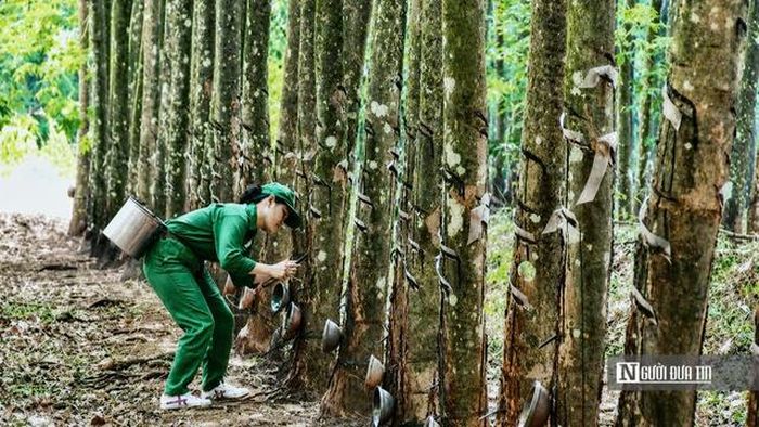 Công nhân đang tất bật vào vụ khai thác khi giá mủ cao su duy trì ở mức cao nhất trong nhiều năm trở lại đây