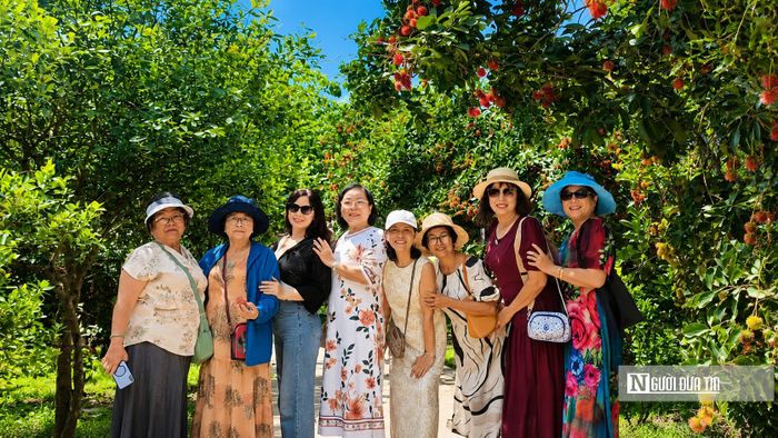 Các cô, các chị hào hứng chụp ảnh lưu niệm tại vườn chôm chôm đang vào mùa thu hoạch rộ ở phường Long Khánh.