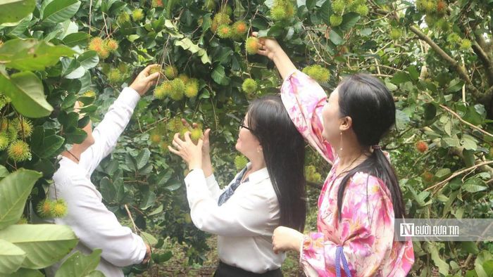 Những vườn cây ăn trái trĩu quả không chỉ mang lại giá trị kinh tế cho người dân mà còn trở thành điểm đến trải nghiệm, khám phá được nhiều du khách yêu thích.