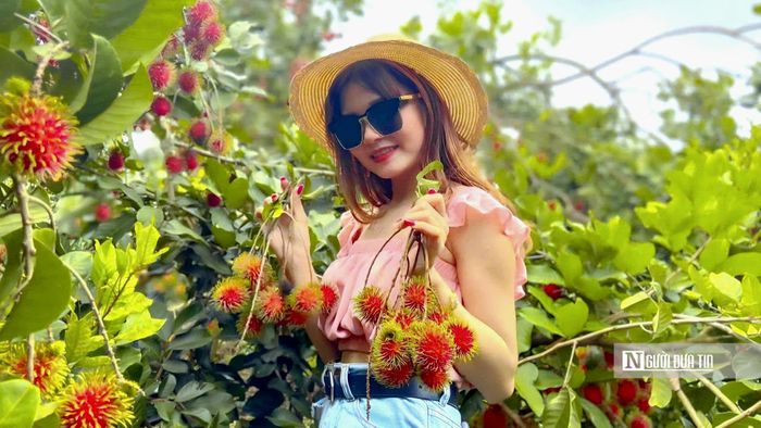 Du khách thích thú ghi lại khoảnh khắc bên những chùm chôm chôm chín đỏ tại nhà vườn ở phường Long Khánh trong mùa trái cây năm 2026.