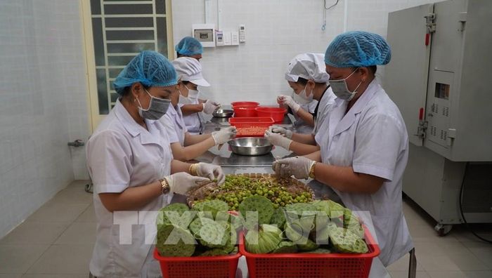 Công nhân sơ chế hạt sen. Ảnh: Nhựt An - TTXVN