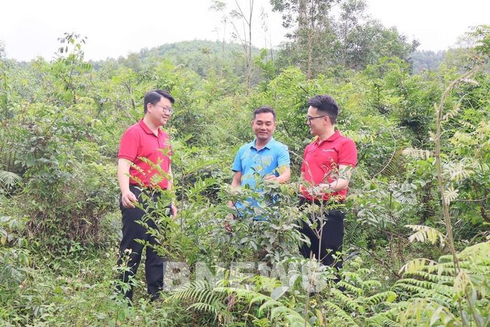Nhiều địa phương tại Thanh Hóa đẩy mạnh trồng cây dược liệu dưới tán rừng, mở ra hướng nâng cao giá trị kinh tế từ đất rừng. Ảnh: Thanh Hương/Bnews/vnanet.vn