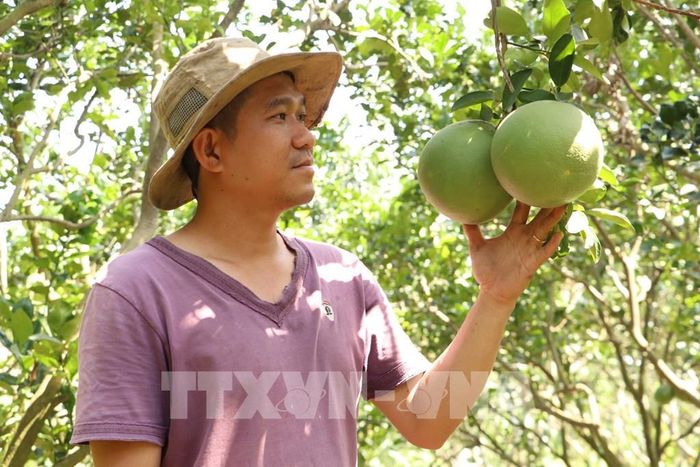 Phường Mỹ Phong, Đồng Tháp tập trung vào quy trình xây dựng thương hiệu cho trái bưởi da xanh. Ảnh: Hồng Nhung - TTXVN