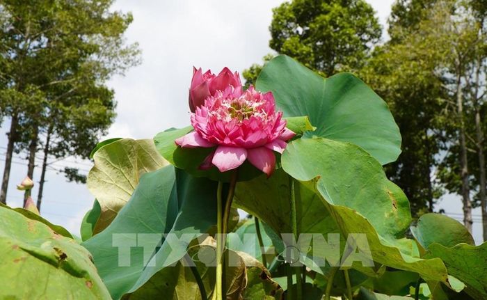 Chậu sen bách diệp hồng trang trí tại không gian nghệ thuật con đường sen. Ảnh: Nhựt An - TTXVN