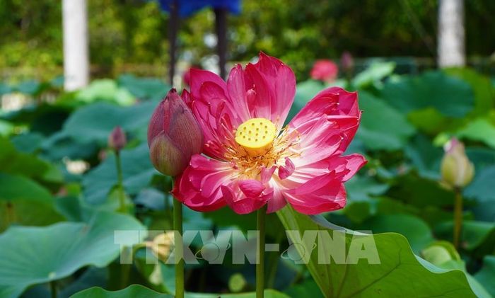 Hoa sen khoe sắc, tỏa ngát hương thơm. Ảnh: Nhựt An - TTXVN