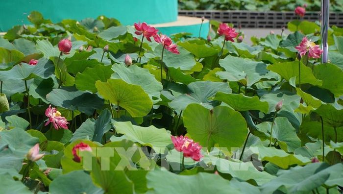 Những chậu hoa sen khoe sắc trên đường Lý Thường Kiệt, phường Cao Lãnh, tỉnh Đồng Tháp. Ảnh: Nhựt An - TTXVN