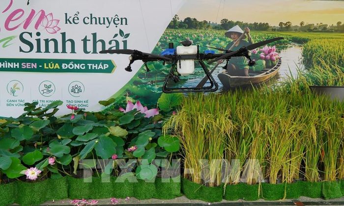 Tiểu cảnh mô hình nông nghiệp sinh thái sen - lúa. Ảnh: Nhựt An - TTXVN