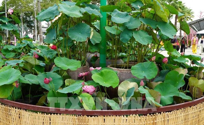 Cụm tiểu cảnh hoa sen trang trí trong Lễ hội sen Đồng Tháp lần thứ 3 năm 2026. Ảnh: Nhựt An - TTXVN