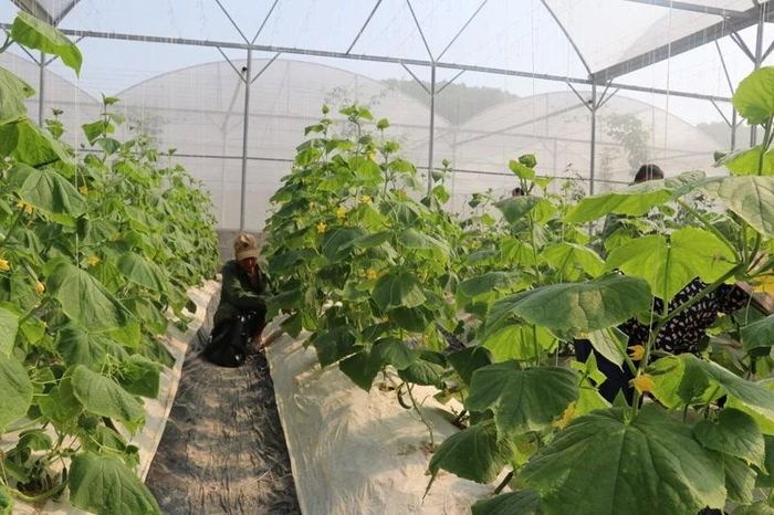 Mô hình sản xuất dưa trong nhà màng tại xã Như Xuân.