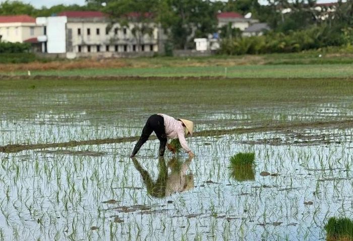 Nông dân tranh thủ sáng sớm và chiều mát để cấy lúa.