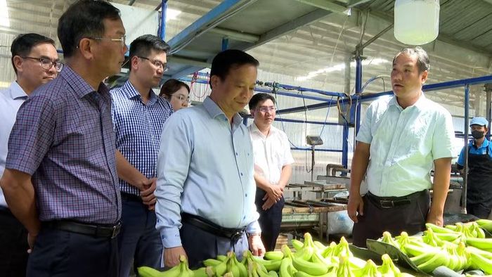 Phó Chủ tịch Thường trực UBND tỉnh Nguyễn Tuấn Thanh (hàng đầu, thứ 2 từ phải sang) tham quan xưởng chế biến và đóng gói chuối xuất khẩu của Công ty Nông nghiệp HAGL - Stung Treng. Ảnh: R'Piên