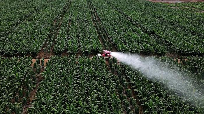 Công ty Nông nghiệp HAGL - Stung Treng trồng 1.500 ha chuối tại tỉnh Stung Treng. Ảnh: R'Piên