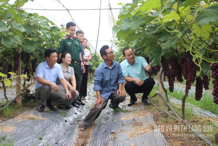 Đoàn công tác tham quan, khảo sát mô hình trồng nho tại khối Khòn Pát, phường Đông Kinh