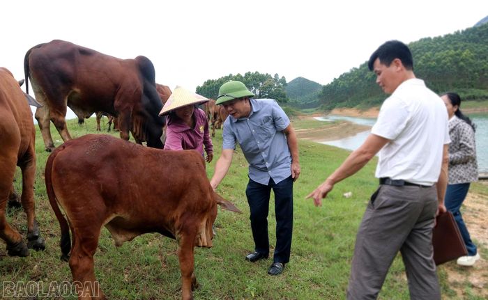 Lãnh đạo xã Thác Bà kiểm tra thực tế mô hình chăn nuôi bò của các gia đình trên các đảo hồ và vùng đồi rừng.