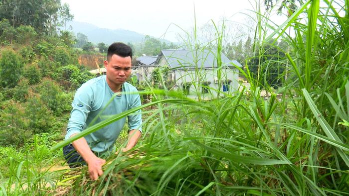 Anh Đặng Văn Bình ở thôn Đồng Tý, xã Yên Thành đã trồng cỏ làm thức ăn cho chăn nuôi đại gia súc theo hướng bán chăn thả.