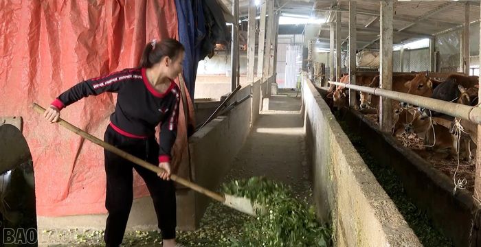 Gia đình chị Vương Thị Thơ đã mở rộng quy mô chuồng trại, nuôi hàng chục con bò theo hướng hàng hóa.