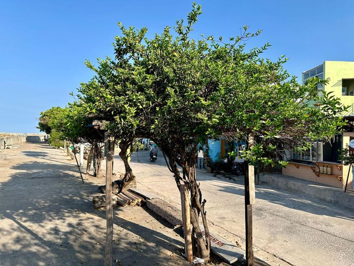 Cây Cách được trồng theo hàng tại kè biển ở Phú Quý