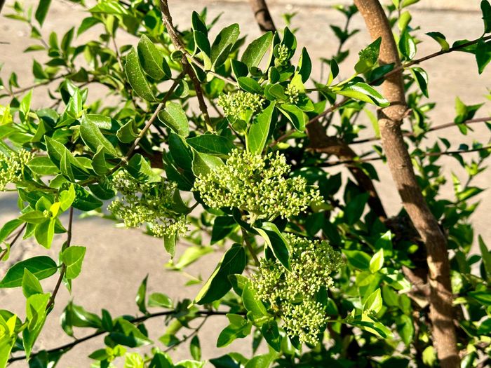 Cây Cách trổ bông, tạo điểm nhấn đặc trưng