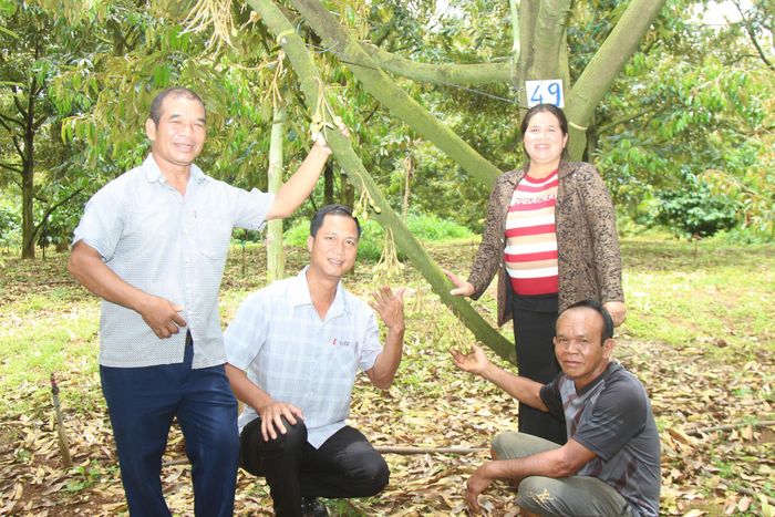 Bà con đồng bào DTTS ở thôn B’Đơr trồng sầu riêng theo hướng hiện đại để đạt năng suất, chất lượng