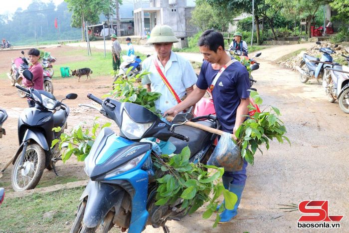 Nhân dân bản Nà Bai, xã Vân Hồ vận chuyển cây giống tới điểm trồng rừng.