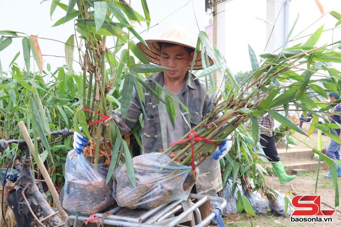 Nhân dân bản Nà Bai, xã Vân Hồ vận chuyển cây măng tre bát độ ra điểm trồng rừng.