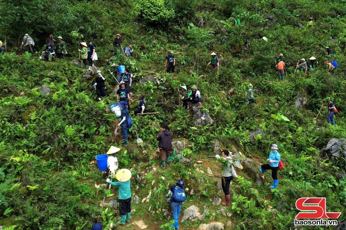 Doanh nghiệp, tổ chức và nhân dân bản Nà Bai, xã Vân Hồ tham gia trồng rừng.