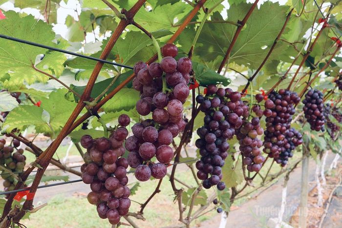 Nhờ được chăm sóc chu đáo từ khâu bón phân đến phòng trừ sâu bệnh, các hàng nho Hạ Đen đều phát triển rất đồng đều, cho năng suất cao.