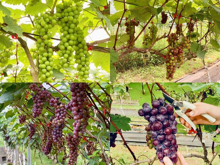 Vườn nho cho quả hai vụ mỗi năm, vụ chính từ tháng 5 đến cuối tháng 6 và vụ đông từ tháng 10 đến tháng 12.