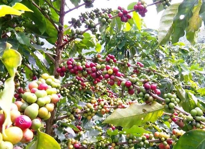 Sơn La hiện là vùng Arabica lớn nhất Việt Nam với hơn 33.600 ha cà phê. Ảnh: Phúc Sinh