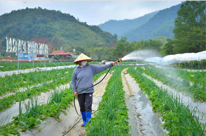 Bên những luống rau xanh mướt trải dài dưới chân núi, thành viên HTX đang miệt mài chăm sóc. Khoảnh khắc giản dị ấy phản ánh sinh động sự chuyển mình của nông nghiệp Việt Nam theo hướng sản xuất hàng hóa, ứng dụng kỹ thuật và nâng cao giá trị kinh tế.