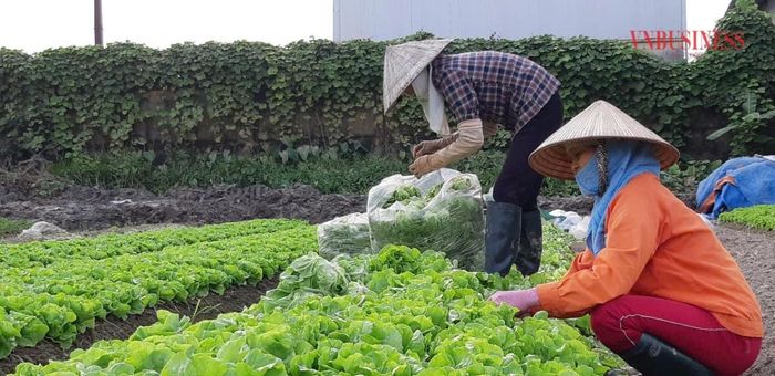 Nhiều buổi phỏng vấn của phóng viên thường diễn ra ngay tại cánh đồng.