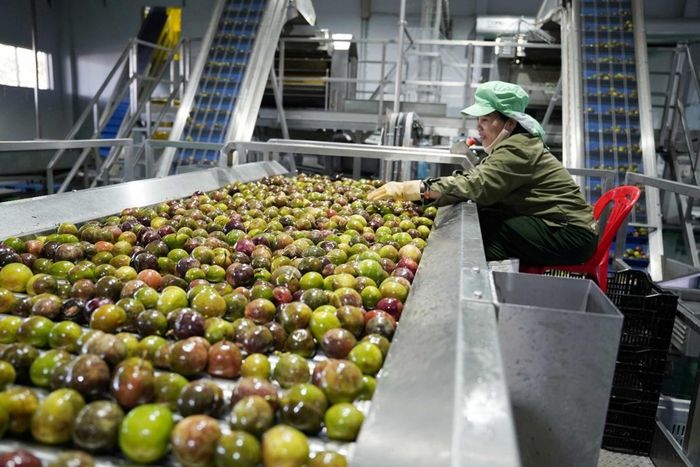 Băng chuyền sản xuất nước ép trái chanh dây có vốn đầu tư của Agribank tại Lâm Đồng - Ảnh: Đình Hải