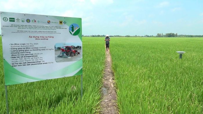 Đề án “1 triệu ha chuyên canh lúa chất lượng cao đã mang lại nhiều hiệu quả tích cực.