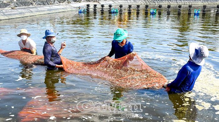 Cà Mau nhân rộng các mô hình nuôi tôm siêu thâm canh, tôm sinh thái đạt chứng nhận quốc tế, nhằm khẳng định vị thế trên thị trường toàn cầu.