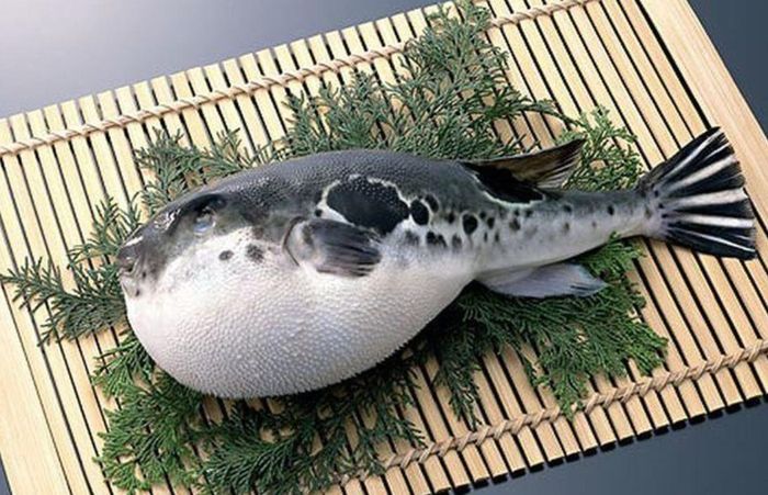 Chất độc bên trong cá nóc là tetrodotoxin. Ảnh: Internet. 